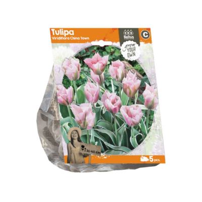 Tulipani viridiflora china town