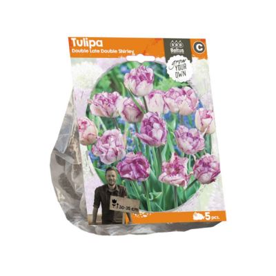 Tulipani double late double shirley