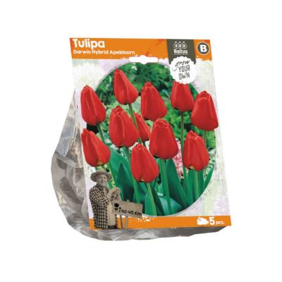 Tulipani darwin hybrid apeldoorn