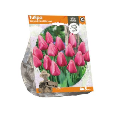 Tulipani darwin hybrid big love