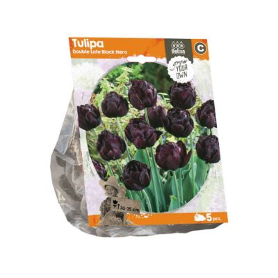 Tulipani double late black hero