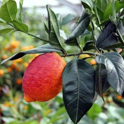 Limone rosso Citrus limonimedica pigmentata vaso 20 cm