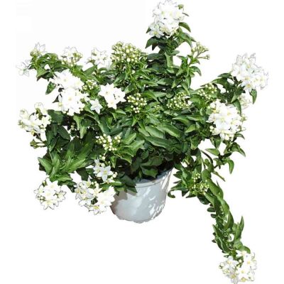 Solanum jasminoides vaso Ø14 cm