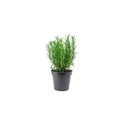 Rosmarino officinalis Vaso 14 cm