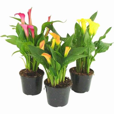 Calla colorata vaso Ø12 cm