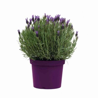 Lavanda stoechas vaso Ø14 cm