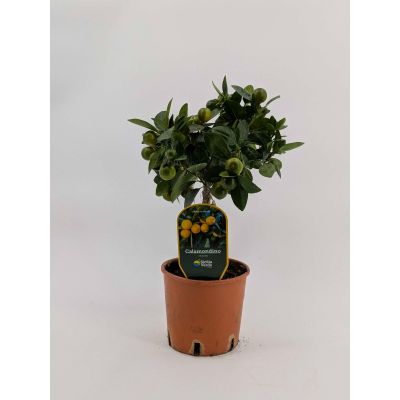 Calamondino agrume pianta v. 15