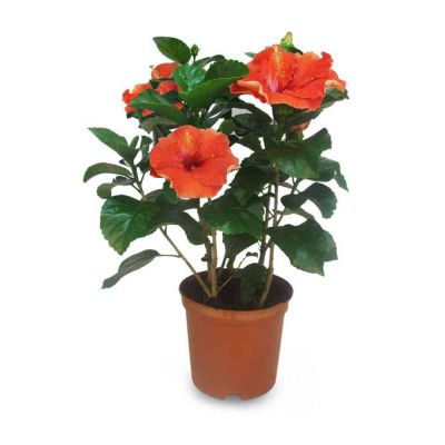 Hibiscus vaso Ø14 cm