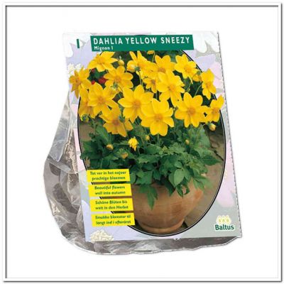Dahlia mignon yellow sneezy
