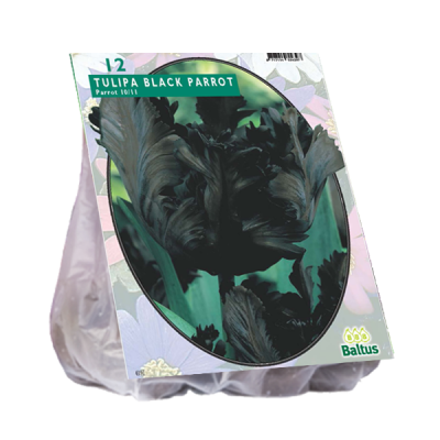 Tulipano black parrot parakeet