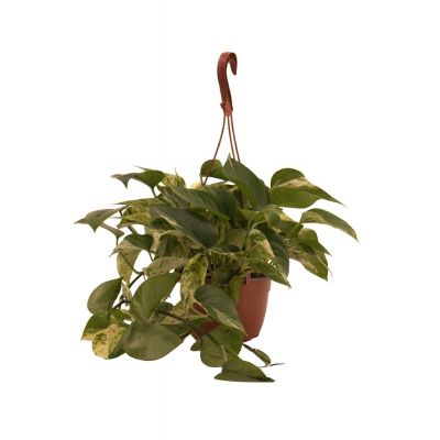 Pothos Marble Queen vaso 17 cm