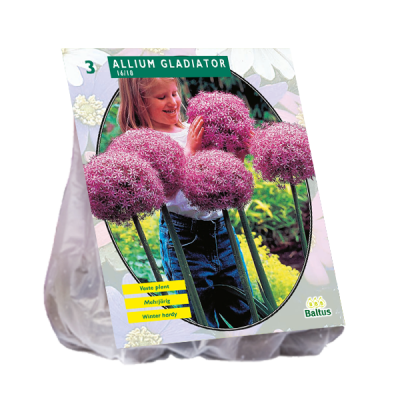 Bulbi Allium Gladiator Excellence x 3