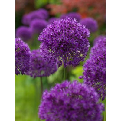 Allium Aflatunense Purple Sensation per 15