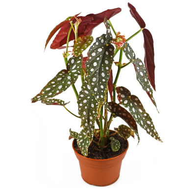 Begonia maculata vaso Ø14 cm | Altezza 30-35 cm