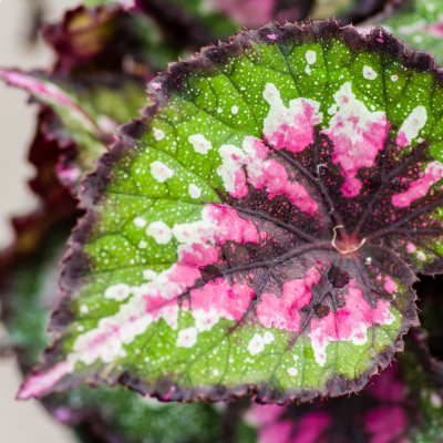 Begonia rex mix Ø13 cm | Altezza 30-35 cm