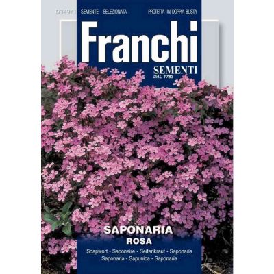 Saponaria rosa db semi