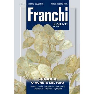 Lunaria o moneta d.papa db semi