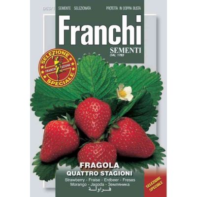 Fragola 4 stagioni