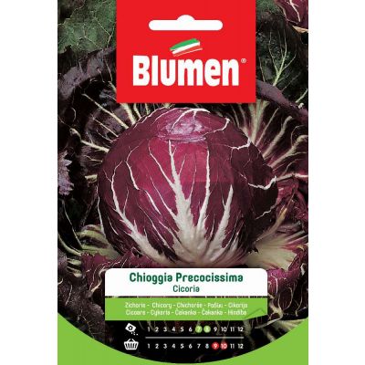 Cicoria Chioggia Precocissima