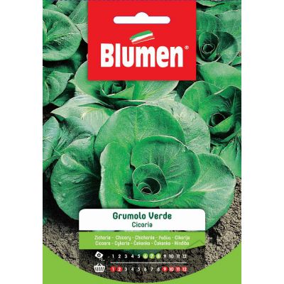 Cicoria Grumolo Verde