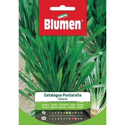 Cicoria Catalogna Puntarell
