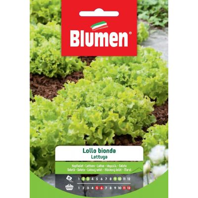 Lattuga Lollo Bionda