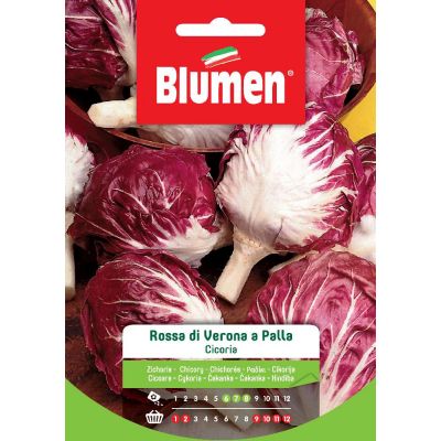 Cicoria Rossa Di Vr A Palla
