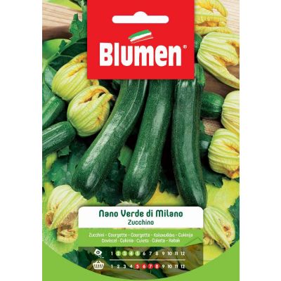 Zucchino Nano Verde Milano