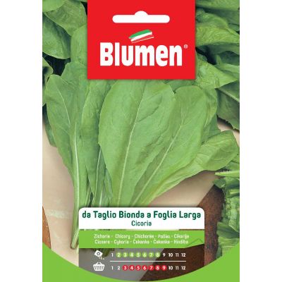 Cicoria da Taglio Bionda a foglia Larga