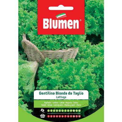 Lattuga Gent.Bionda Taglio