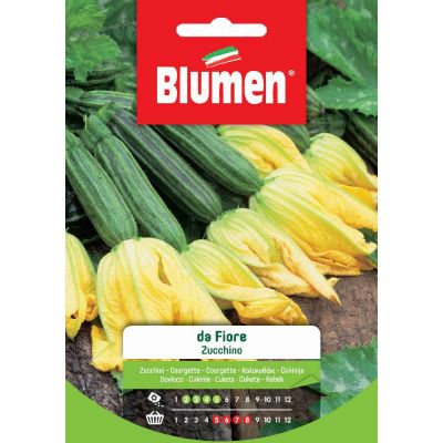 Zucchino Da Fiore