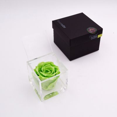 Flowercube | Rosa stabilizzata colore verde (8x8 cm) 