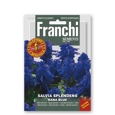 Salvia splendens blue semi