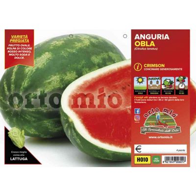 Anguria Crimson Obla H010