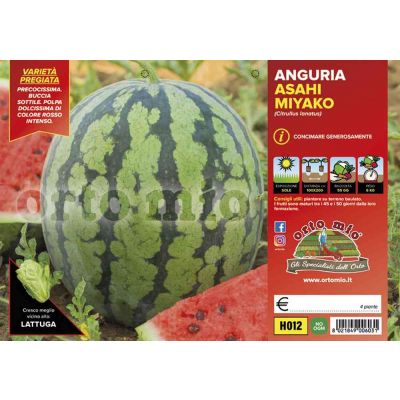Anguria Myako Asahi Myako H012