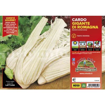 Cardo Gigante Romagna H050