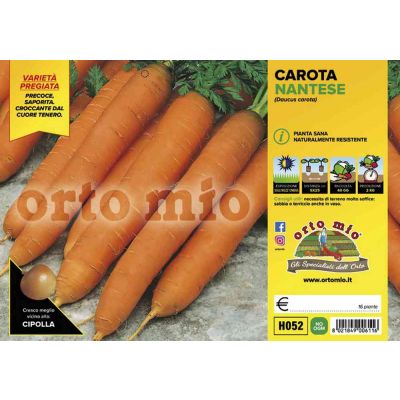 Carota Nantese Soprano H052
