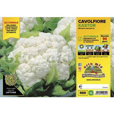 Cavolfiore Kastor H061