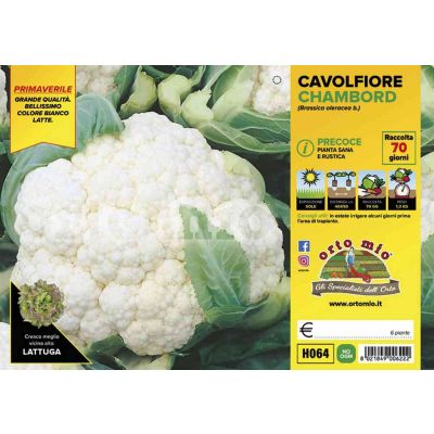 Cavolfiore Chambord H064