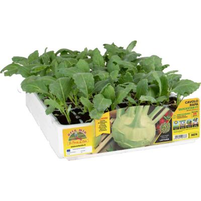 Altri Cavoli Quickstar