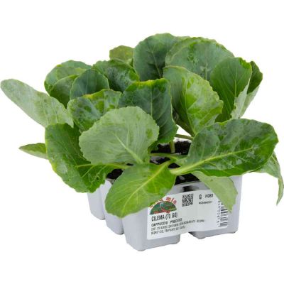 Cavolo Cappuccio Cilema