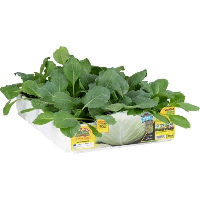Cavolo Cappuccio Green Lunar