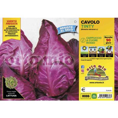 Cavolo Cappuccio Mars H086