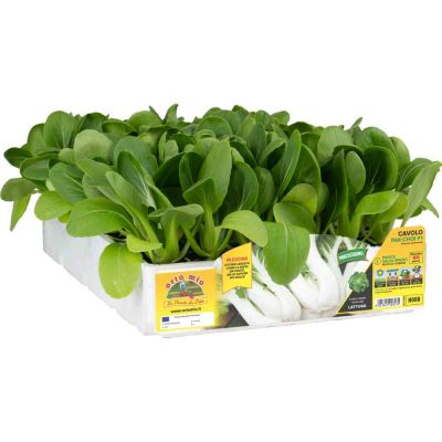 Altri Cavoli Pak Choi