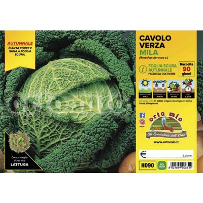 Cavolo Verza Mila H090