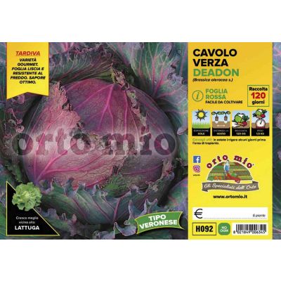 Cavolo Verza Deadon H092