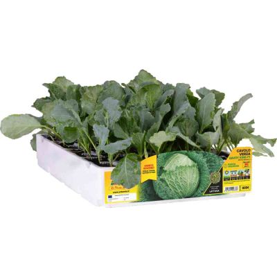 Cavolo Verza Savoy King