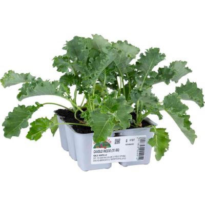 Altri Cavoli Green Kale