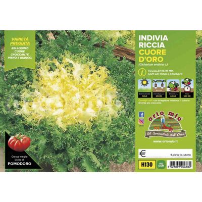 Ricciaindivia Riccia Cigal-Mirna H130