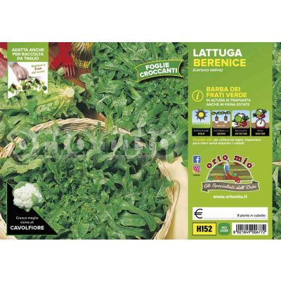Lattuga Barba Dei Frati Verde Berenice H152
